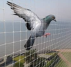 Pigeon Net Installation Services