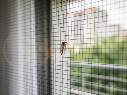 Window Mosquito Net Installation - Hyderabad Service